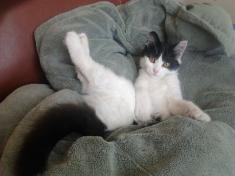 Mascotte Chouchoune